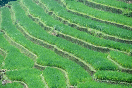 在越南的稻米梯田图片