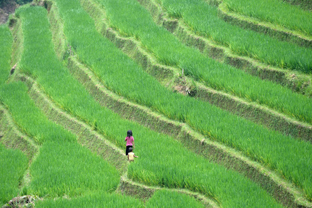 在越南的稻米梯田