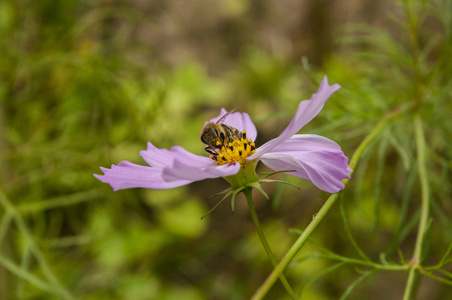 波斯菊 宇宙 Bipinnatus 与模糊背景