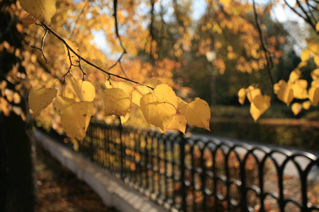 在城市公园中的金色秋天