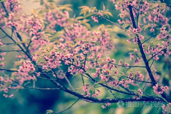 在春天，老式蜡笔彩色滤光片樱桃粉红色的花