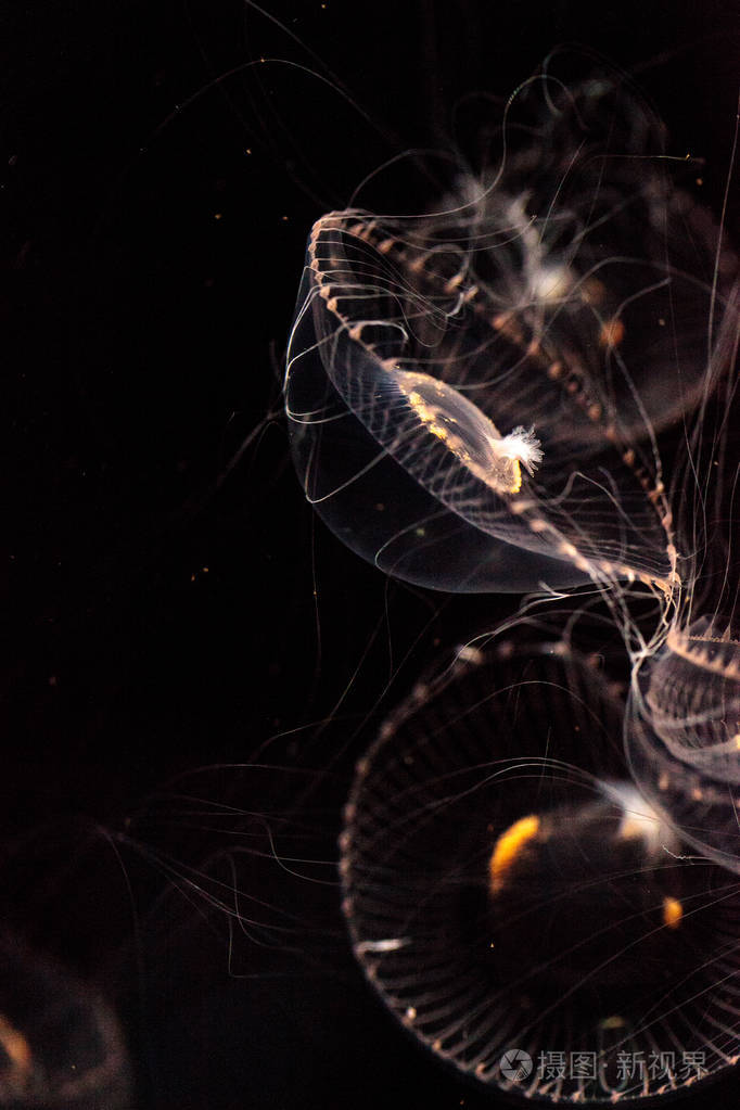 水晶水母水母是发光的水螅