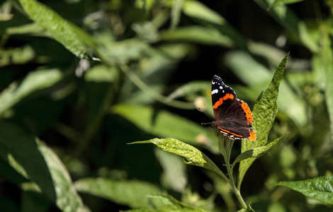 红花蝴蝶，凡妮莎亚特兰大，在蝴蝶园