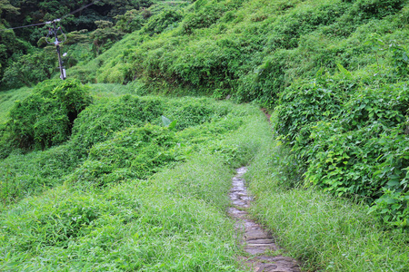 景兰树田野的荒凉图片