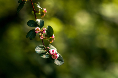 小粉红色的花和绿叶空白的题词