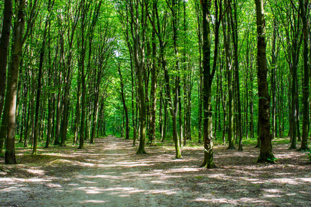 在一片绿色森林中, 一棵有道路的老树的照片