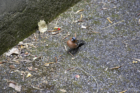 ChaffinchFringilla Coelebs