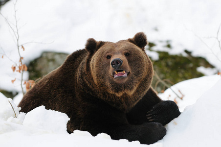 棕色的熊躺在雪中