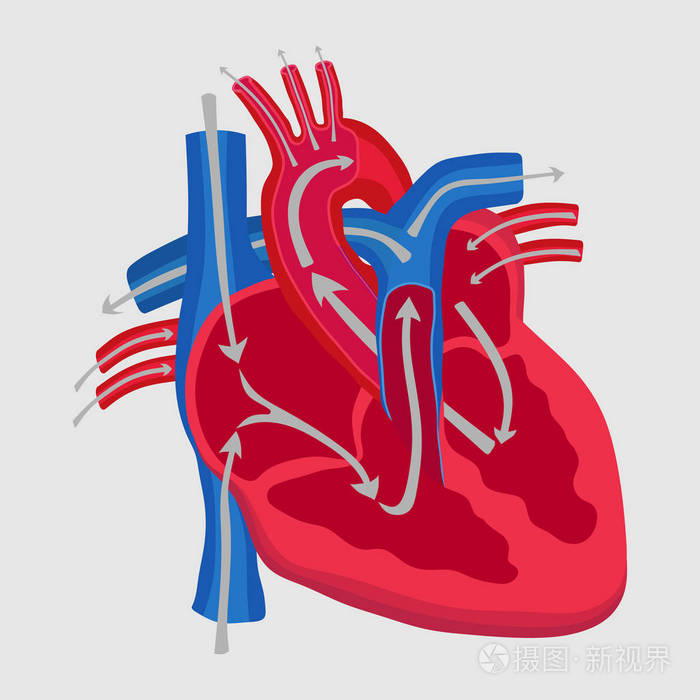 人的心脏的解剖,血液流动的路径研究
