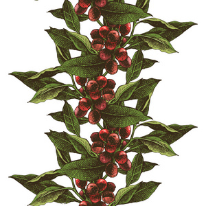 手工绘制的咖啡树无缝边框照片