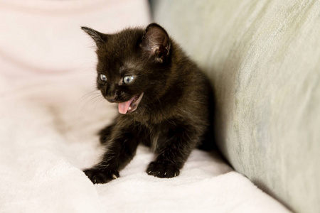 沙发上的黑小猫