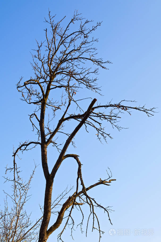 干枯的树木和 transilvania 的天空