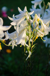 美丽的百合花成长在夏天