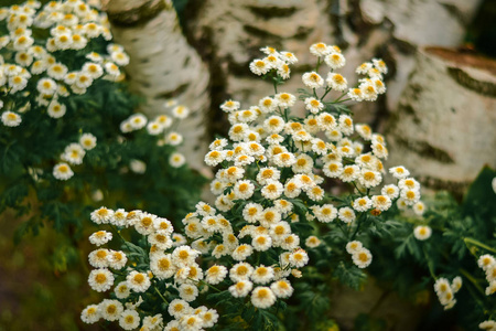 开花。洋 甘菊。洋甘菊花。天然草药治疗