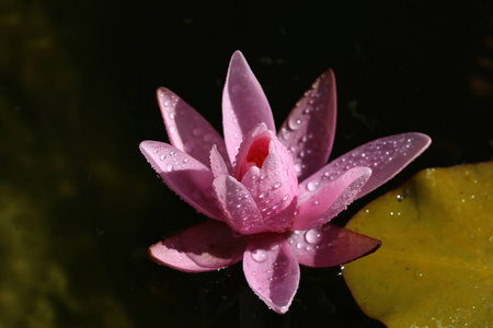 睡莲美丽的花长在池塘里