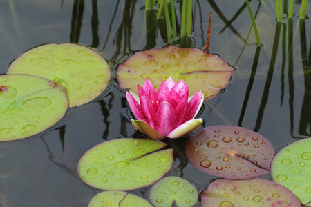 睡莲美丽的花长在池塘里