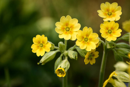 美丽的黄色野生报春花在春天中的自然背景上