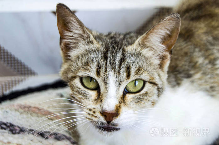 可爱的猫, 人们爱和亲吻的猫, 最美丽的大猫眼