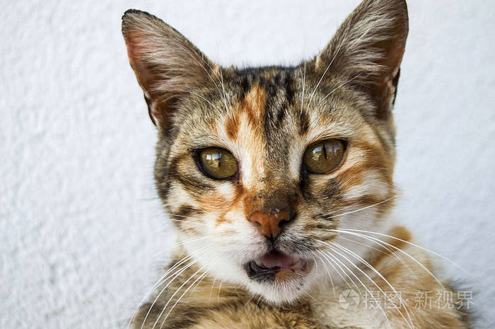 可爱的猫, 人们爱和亲吻的猫, 最美丽的大猫眼