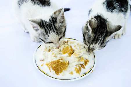 可爱的小小猫，猫山雀炒，小小猫吃他们的食物