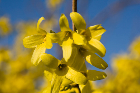 美丽的黄色花朵，在自然栖息地