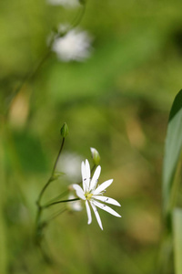 美丽的白色鲜花，在自然栖息地