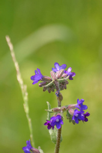 紫色美丽的鲜花在自然栖息地