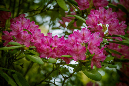 美丽的粉红色杜鹃花在自然背景