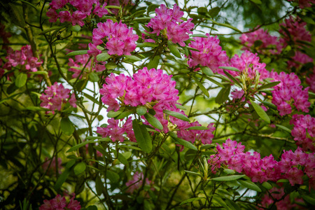 美丽的粉红色杜鹃花在自然背景