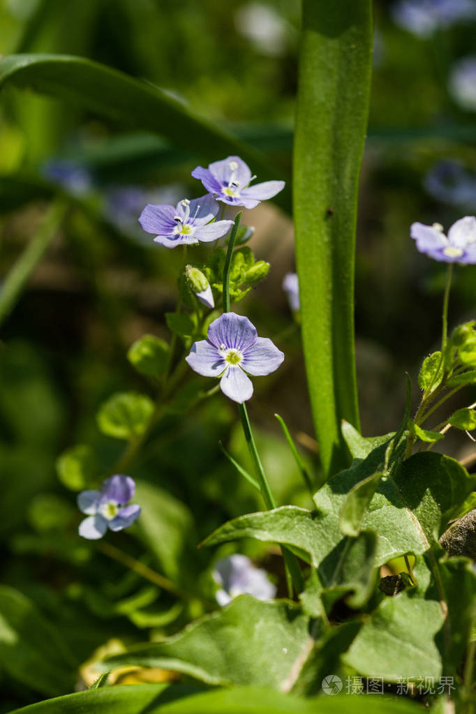 在春天的草地上美丽小蓝花照片-正版商用图片0yryj5-摄图新视界