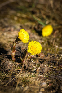 在春天中的自然背景上的美丽黄色 coltsfoots