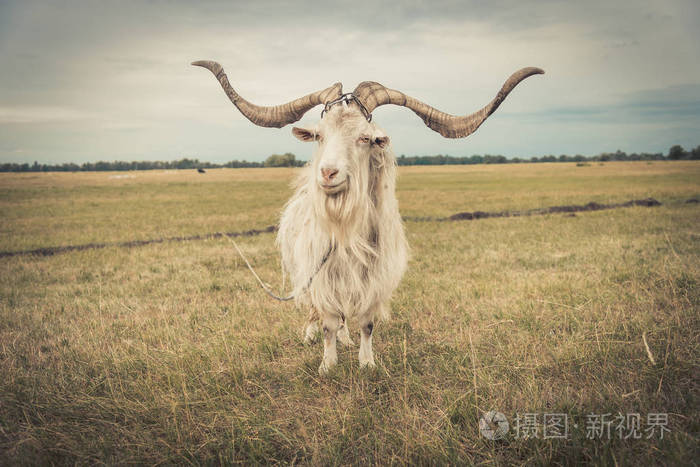 山羊是在字段中