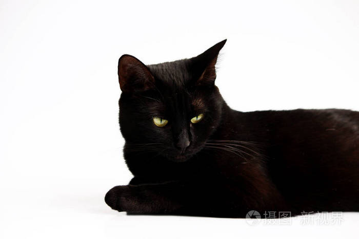 特写镜头肖像万圣节黑猫在白色背景