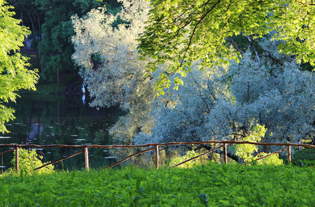 晚上的加特契纳公园被夏日的阳光照亮。木栅栏保护公园远离湖泊