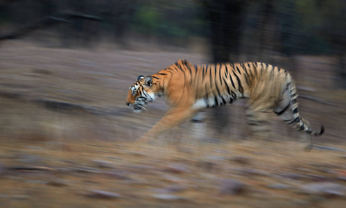 运动模糊的老虎在班公错,印度.充满活力的野生老虎在 wilderness.
