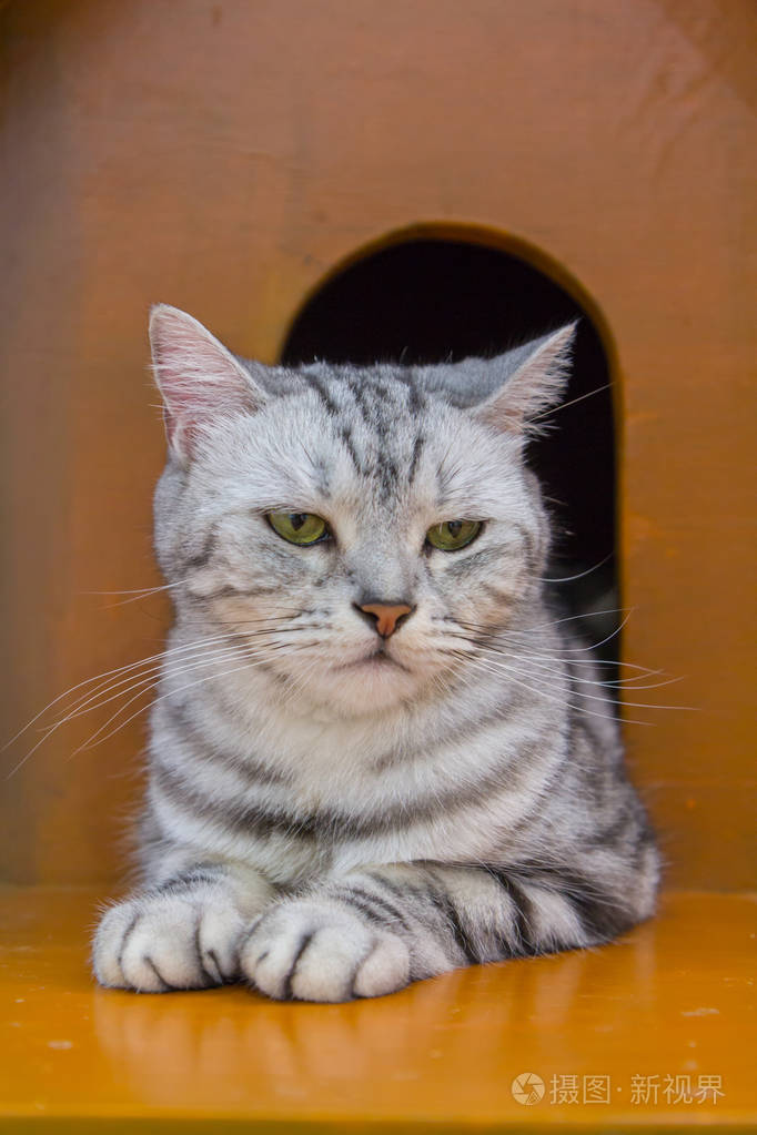 可爱的美国短毛猫