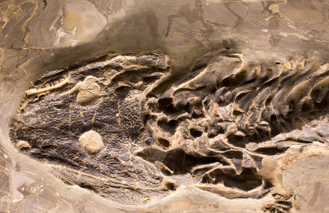两栖类动物在岩石中的化石