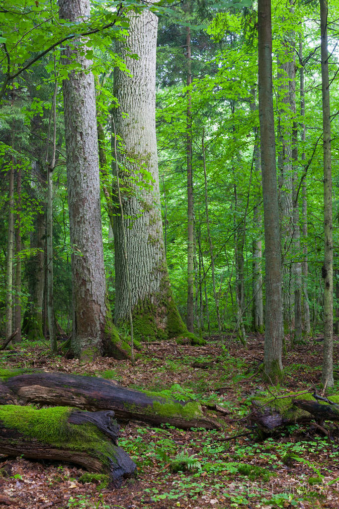 在前景和橡木的破碎的分支