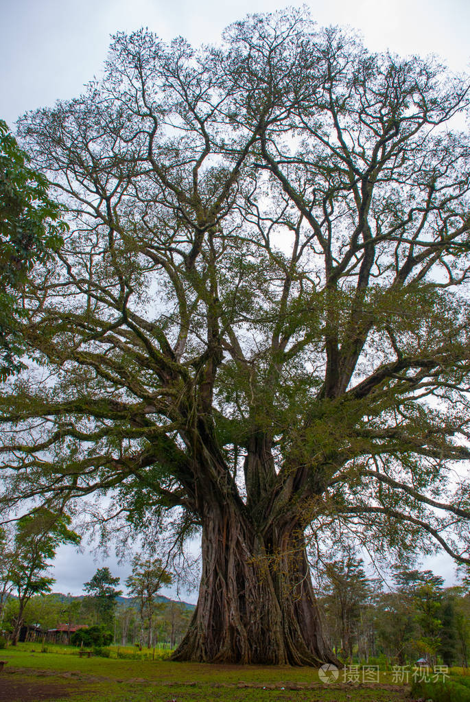 非常庞大,巨树在菲律宾,绿叶与根内格罗斯岛,坎拉翁