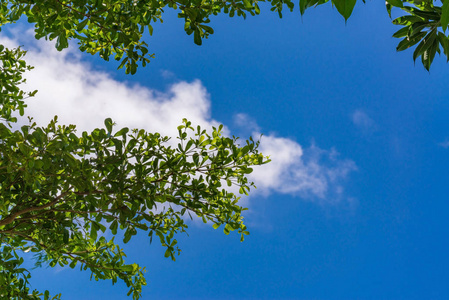 在森林里树的上方的天空