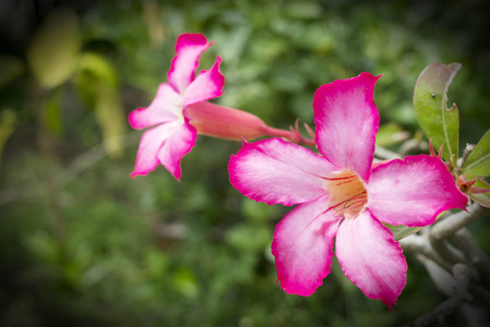 热带花卉粉红色夹竹桃沙漠玫瑰