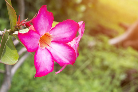 热带花卉粉红色夹竹桃沙漠玫瑰