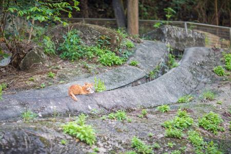 花园里的猫