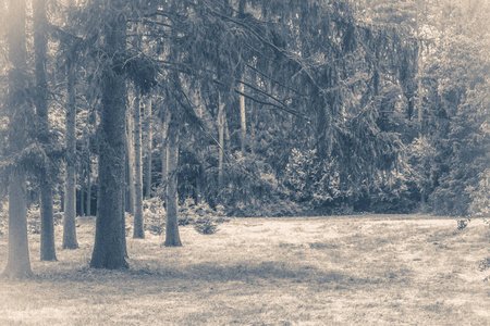 旧的复古照片。森林公园叶子路树