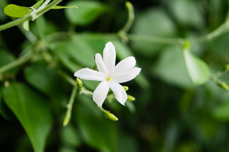 亚速尔茉莉花 茉莉花 花园中的花, 盛开的茉莉花