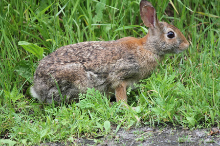兔 北美洲兔类 floridanus 东部棉尾兔
