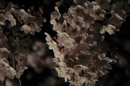 沿大冈河，横滨，日本在晚会的樱桃树