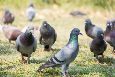 岩石上冬季绿草公园的草地上休息的野鸽鸽子照片