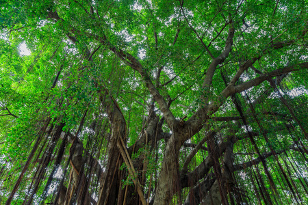 干树分枝榕树的分枝和藤蔓与蓝天对着你照片