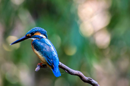 鸟普通翠鸟 (翠鸟) 一个美丽的颜色照片